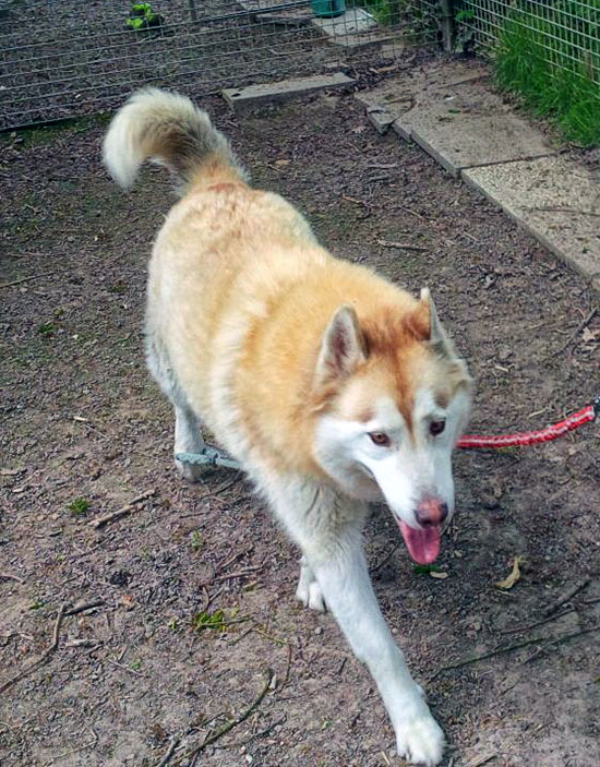 Husky 1 550