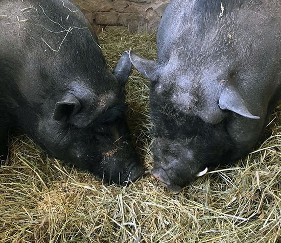 schweine grimm 1 550